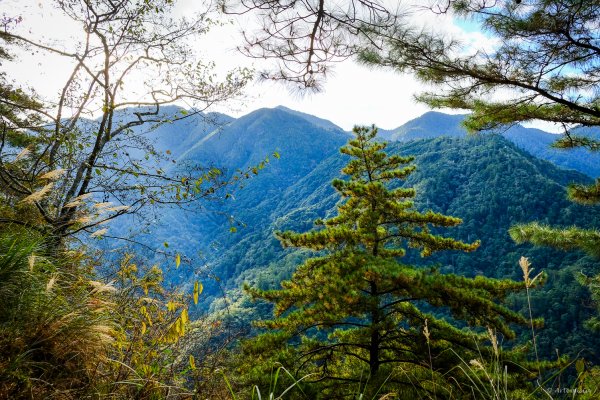 [冬訪大霸聖山岳參行]-大鹿林道東線榆金楓紅與九九山莊精選輯2974618
