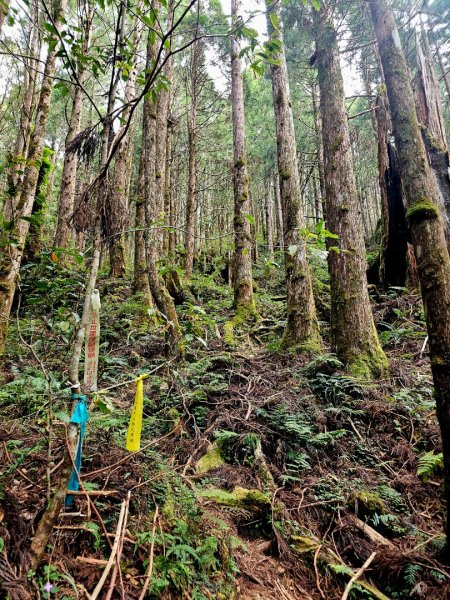 三星山-小百岳#85-宜蘭縣大同鄉2827521