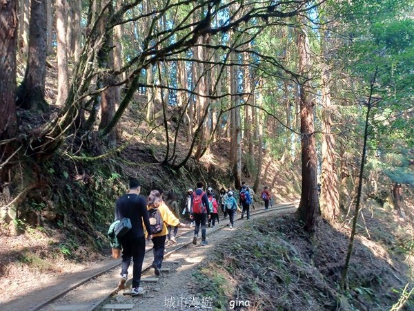 【嘉義阿里山鄉】遠離塵世走入山林芬多精。 特富野古道~自忠至特富野 (往返)2484561