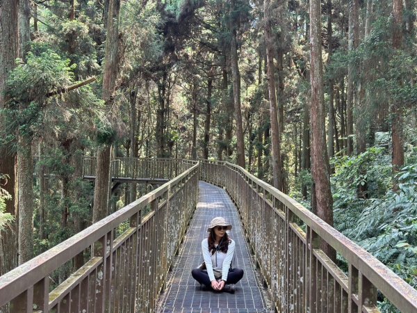 溪頭天文台 空中走廊 神木林道 賞鳥步道2486057