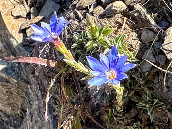 合歡北峰 盛夏之美2544924