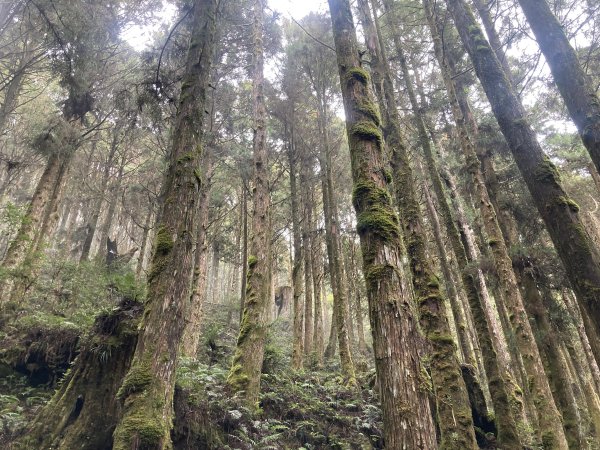 三星山登山步道(宜蘭)2412539