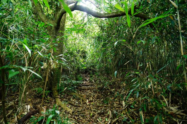 新北 三芝 小觀音山群峰3085453