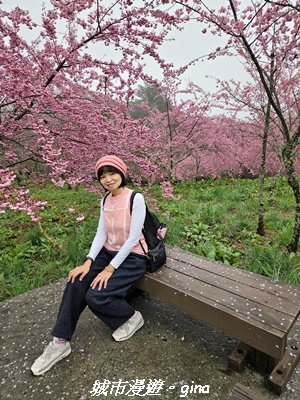 【台中和平】2026福壽山農場千櫻園賞櫻季3010680