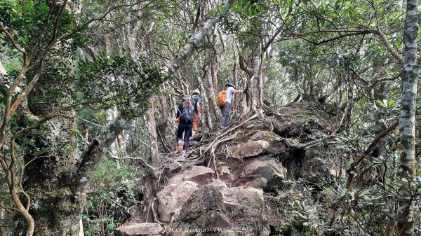 《新竹》斷崖神木｜北得拉曼步道小P繞202510172917531