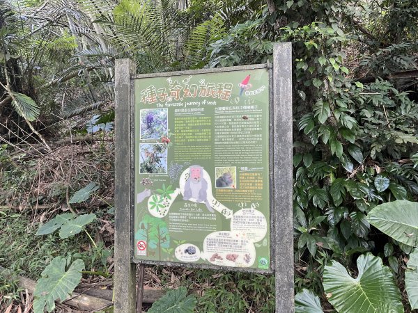 [百山百鳥尋旅-04/15] 2025_0817 龍過脈森林步道2863235