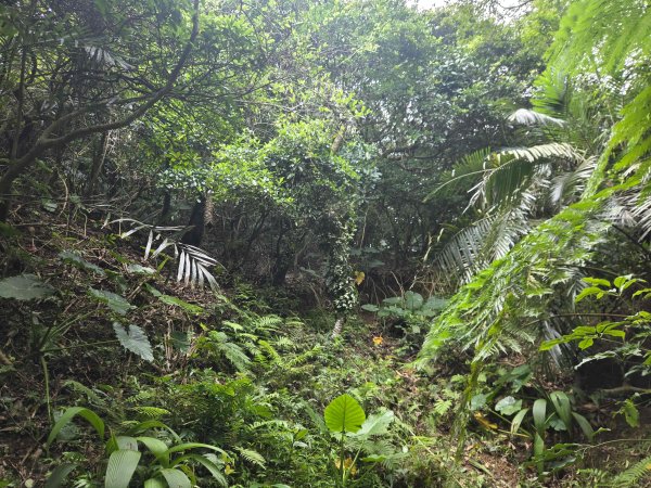 20260810石門山-石崩山北峰-石崩山-尖子鹿山(未果)-阿里荖山-竹子山腳山(騎車爬山)3101657