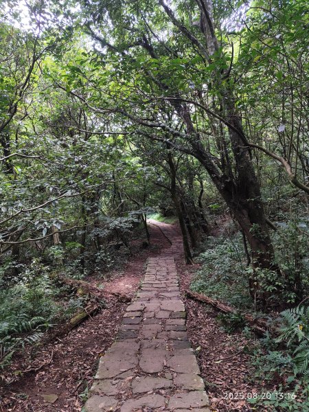 【臺北大縱走 1+2】2-2 大屯主峰-連峰步道→下青礐步道→貴子坑步道→忠義山步道→楓丹白露步道2866906