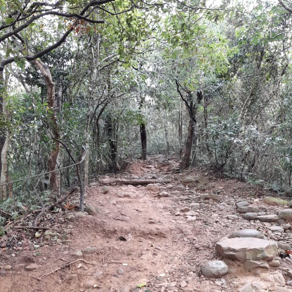 小百岳No.27⛰飛鳳山(中坑山)2405843