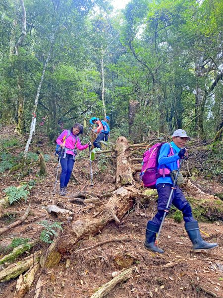 樂山鐵道順登鹿坑山.南比林山.尤命神木1164403