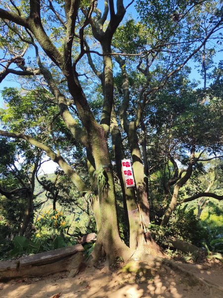 微笑山線：【大棟山系】405高地段2874155