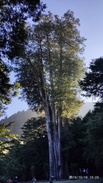 大雪山神木&天池715469