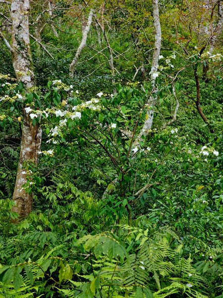 初音山-小百岳#88-花蓮縣吉安鄉2726099