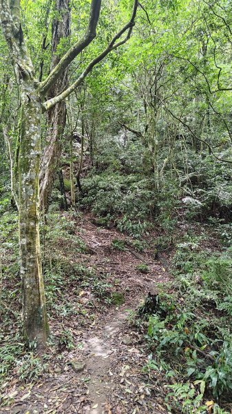 桃園金面山3077123