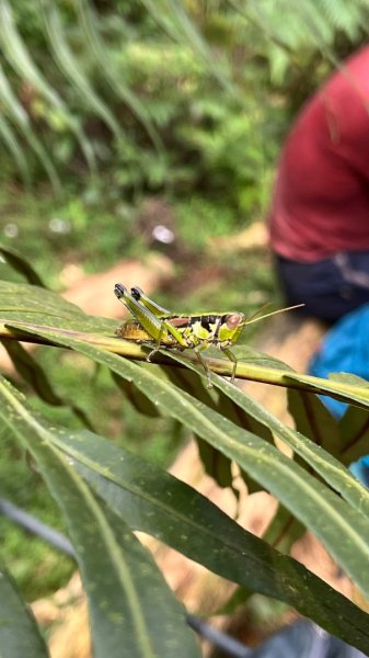 臺北大縱走第三段_登七星而小台北2910364