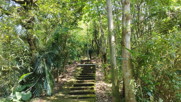 樹梅坑登山步道