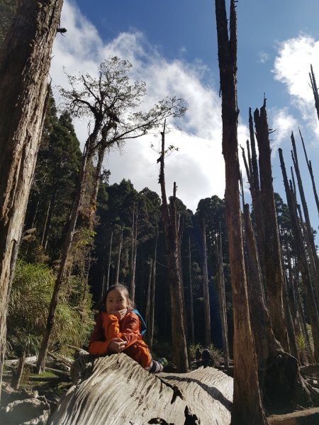 嶺頭山+金柑樹山+忘憂森林874613