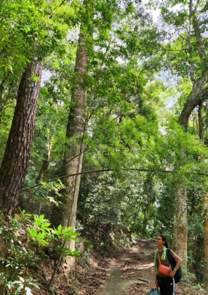【中級山】有熊森林，谷關三雌白冷山2741102