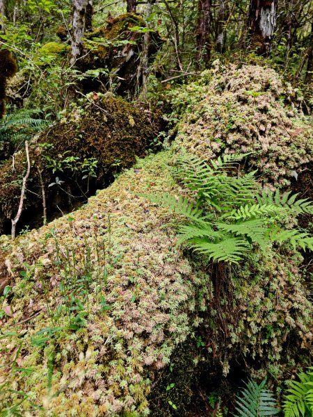 翠峰湖環山步道-(宜蘭)臺灣百大必訪步道2827560