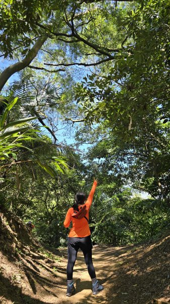 微笑山線大棟山系405高地＋百年大榕樹段，經典路線樹鶯縱走，串連青龍嶺、大同山等山峰2848375