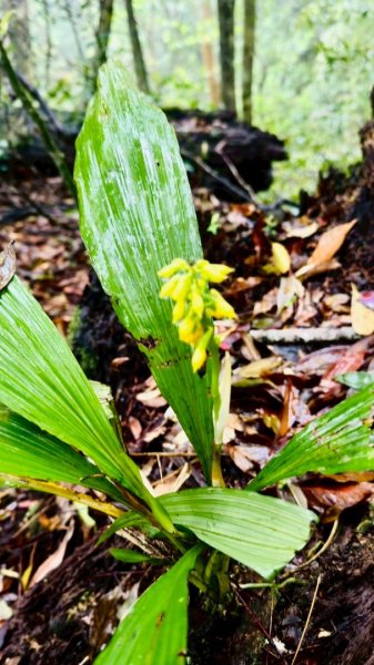 卡保石壁一葉蘭（耘夢谷上逐鹿山下O走）2809571