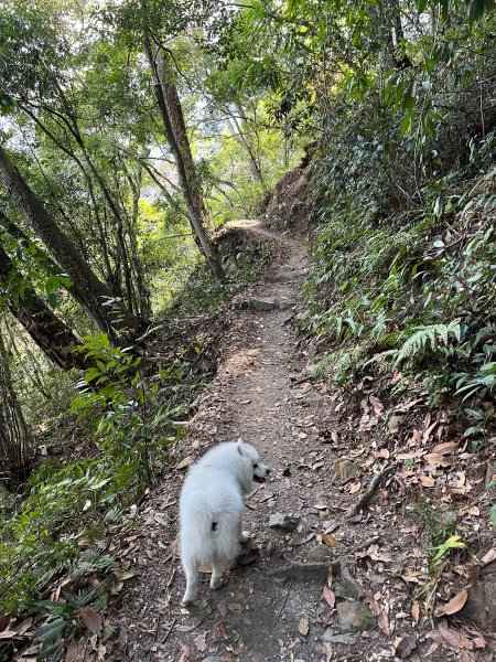 跟銀狐犬一起去蝴蝶谷瀑布找遺失登山杖 2025.12.52956204