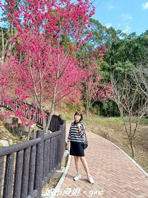 【苗栗獅潭】天晴賞花趣。 協雲宮櫻花步道x獅潭鄉神秘小徑x獅潭義民廟x銅鑼炮仗花海公園2999181