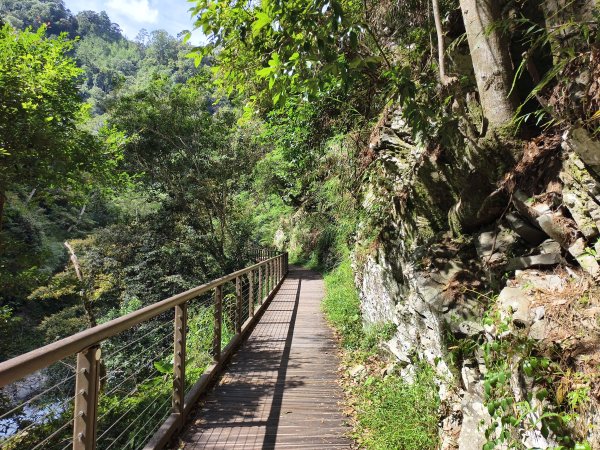 [百山百鳥尋旅-07/15] 2025_0831 八仙山國家森林遊樂區步道群_天籟步道2875926