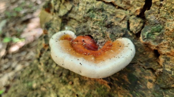 《新竹》竹林紙寮｜芎林文林古道O繞202308132248909