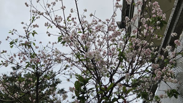 彌勒內院3038355
