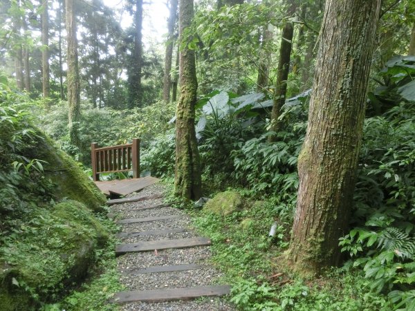 溪頭銀杏神木彩虹橋459530