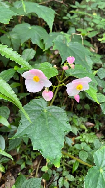 臺北大縱走第一段_關渡至二子坪2853787