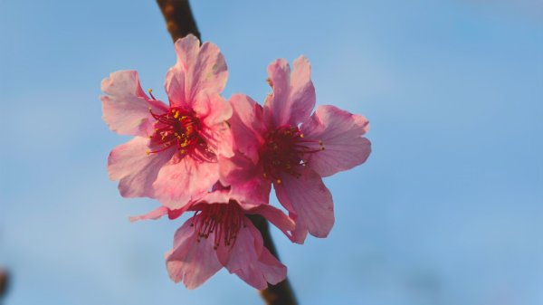 【蛇年走春】高雄桃源 • 世外桃源2700241