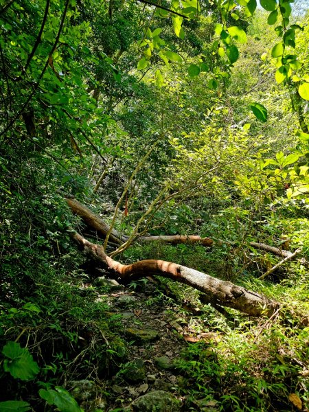 三腳南山-小百岳#65-嘉義縣大埔鄉2788689