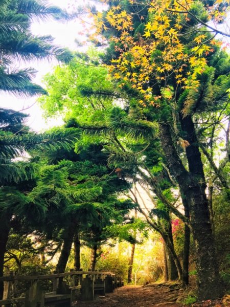 瓏美麗一週一步道（馬那邦山）558309