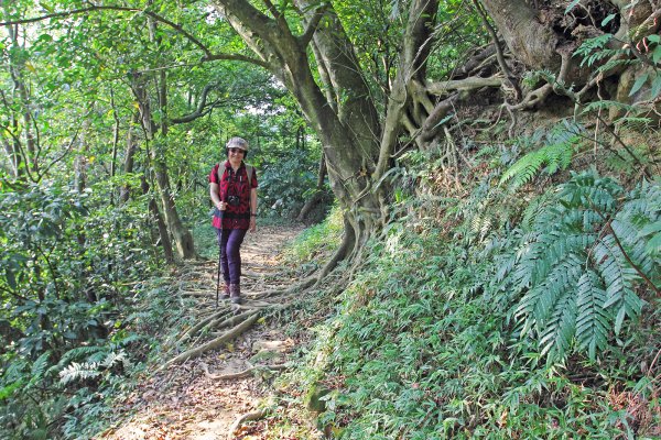 內湖康樂山.明舉山.白鷺鷥山來回