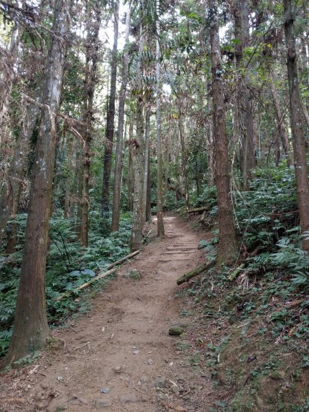 馬那邦山(小百岳#37)登山步道。點點楓紅 2020/12/131425312