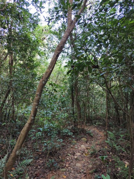 2023.11.01 蓮華山古道群2489020