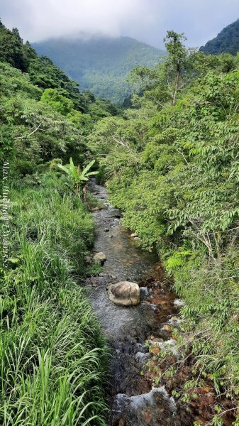 《台中》優美稜線｜橫嶺山自然步道（大雪山社區南登山口）202505312800265
