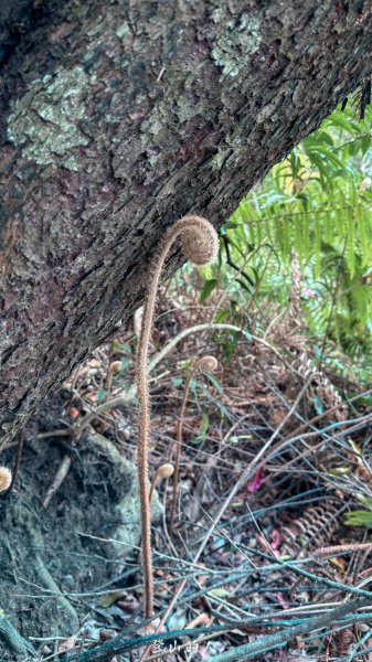 探勘路線上唐麻丹山3043662