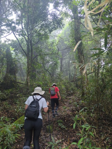 2025.07.13－漫步於森林中：鵝公髻山2835440