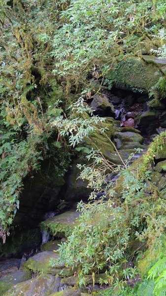 棲松縱走未竟2918396