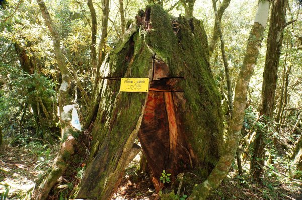 桃園 復興 把家灣山、低陸山2865387