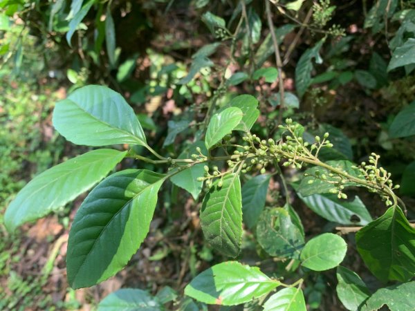 大崎棟古道、騎龍古道2772260