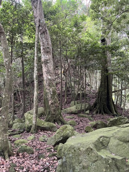 東河線上鵝公髻山，至鳥嘴山後下大窩山部落 2024.8.182577498