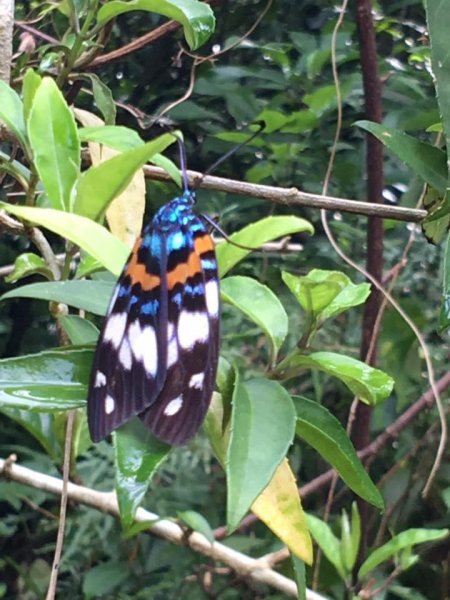 福山植物園2635108