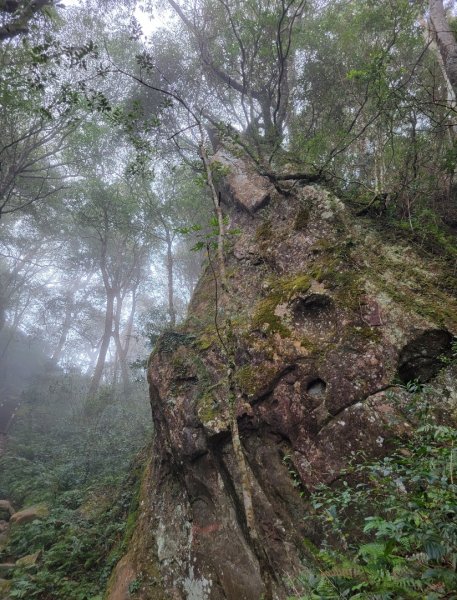 112.01.10 新竹尖石鄉-北得拉曼巨木群、內鳥嘴山1990764