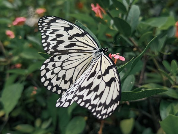 【高雄金獅】全國最大的網室蝴蝶園 Golden Lion Lake Butterfly Garden1745229