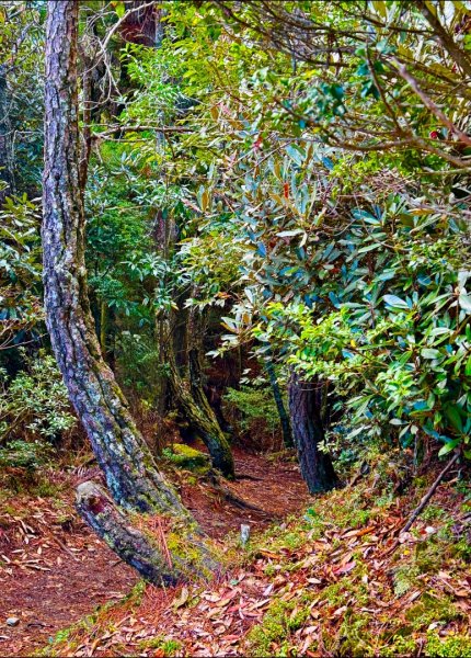 觀霧-榛山步道2926320