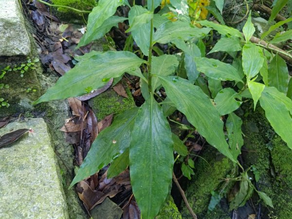 塘湖古道看到的花花草草2593936